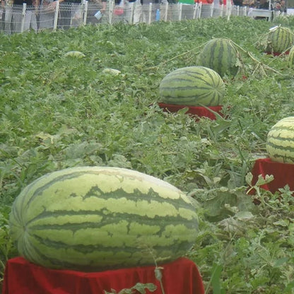 🔥🍉Lazy Man's Watermelon Seeds