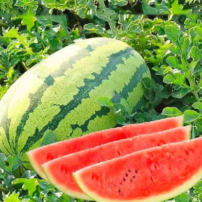 🔥🍉Lazy Man's Watermelon Seeds