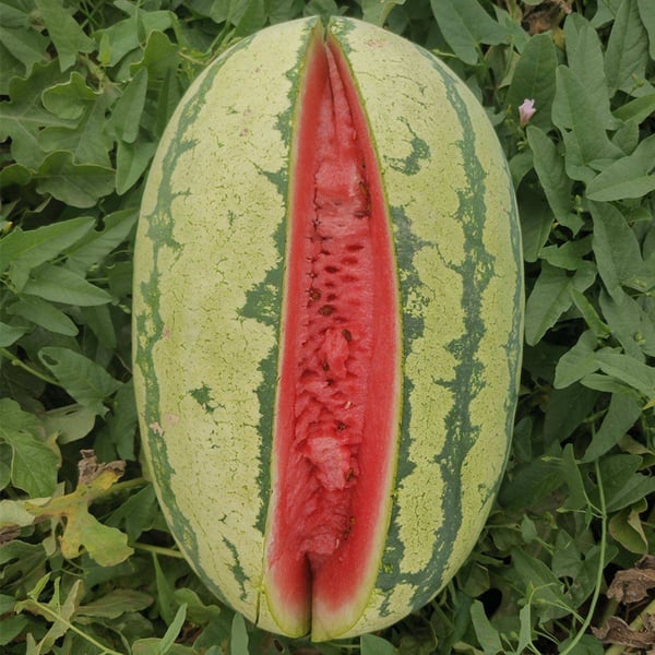 🔥🍉Lazy Man's Watermelon Seeds