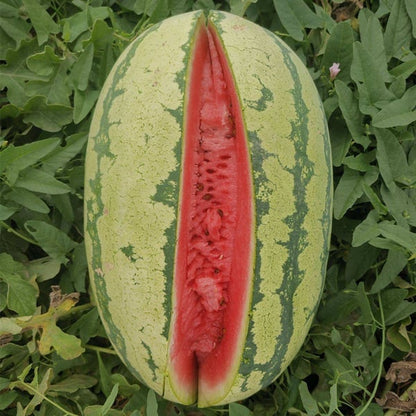 🔥🍉Lazy Man's Watermelon Seeds