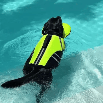 🐶 Keep Your Dog Safer in the Water — Rescue Life Jacket | 49% OFF 🌊