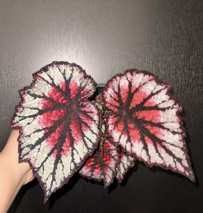 🔥Premium Begonia Seeds: A Rainbow of Blooms for Your Garden 🌈