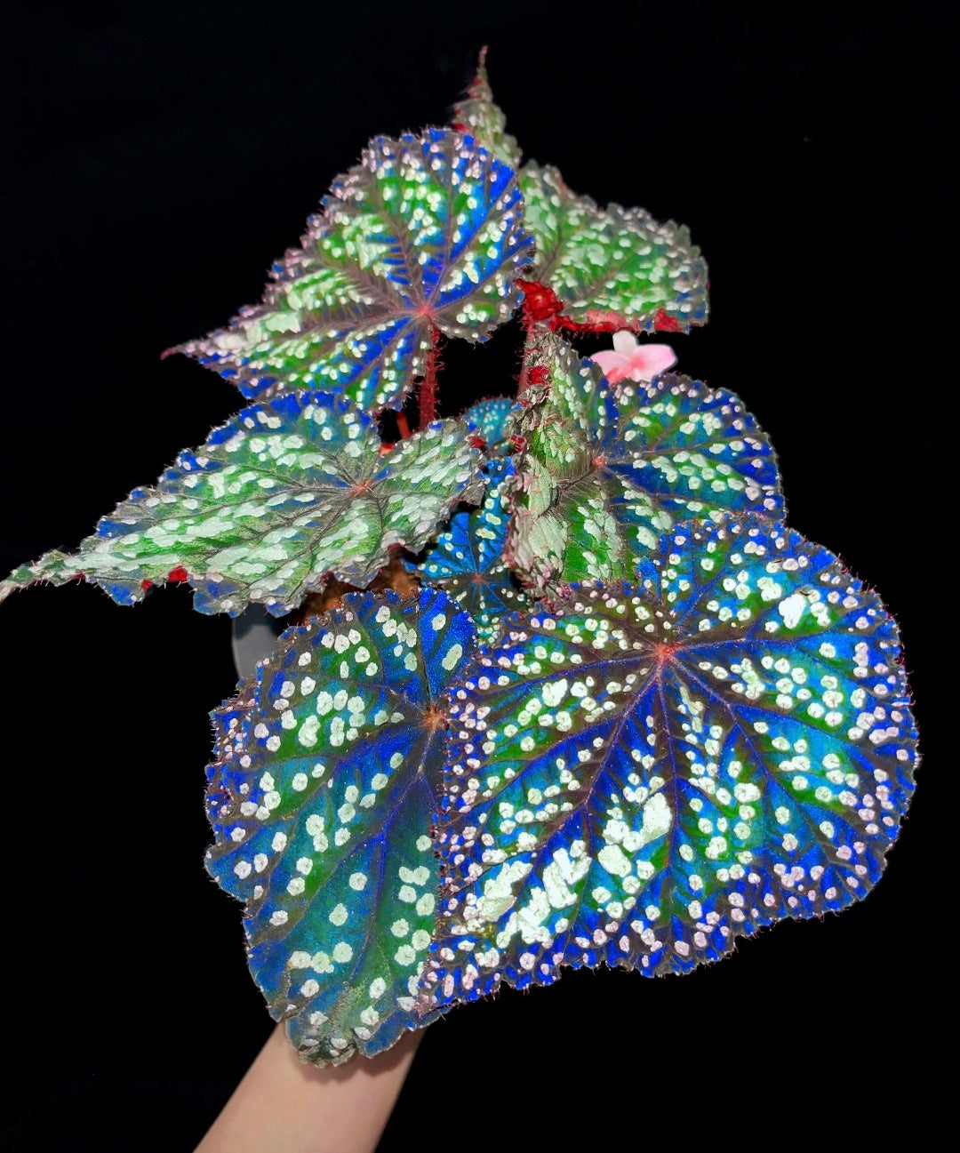 🔥Premium Begonia Seeds: A Rainbow of Blooms for Your Garden 🌈