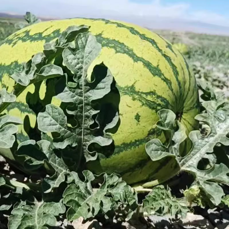 🍉Lazy Man's Watermelon Seeds