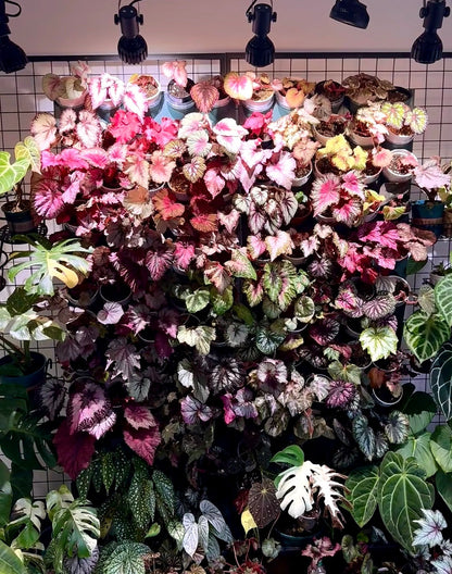 🔥Premium Begonia Seeds: A Rainbow of Blooms for Your Garden 🌈