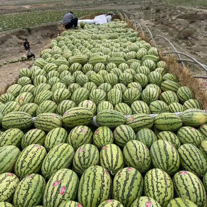 🍉Lazy Man's Watermelon Seeds