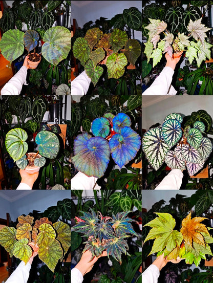 🔥Premium Begonia Seeds: A Rainbow of Blooms for Your Garden 🌈