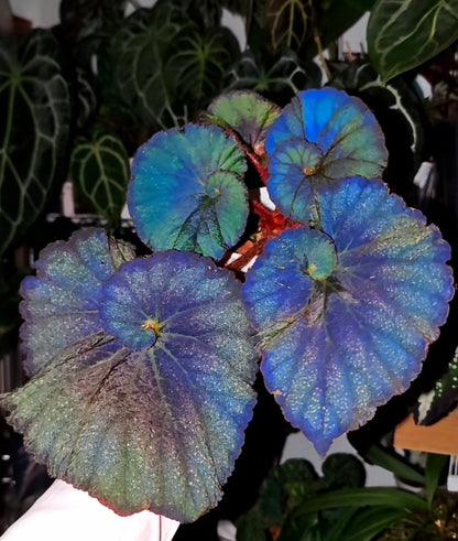 🔥Premium Begonia Seeds: A Rainbow of Blooms for Your Garden 🌈