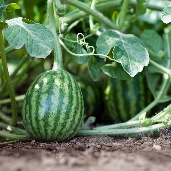 🍉Lazy Man's Watermelon Seeds